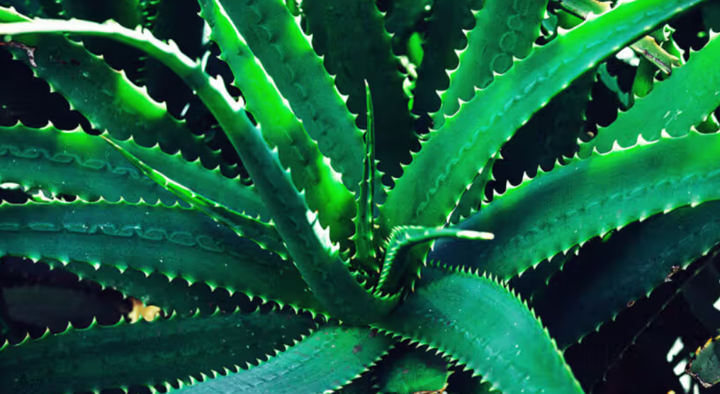 Aloe Vera