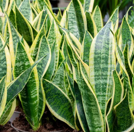 Snake Plant
