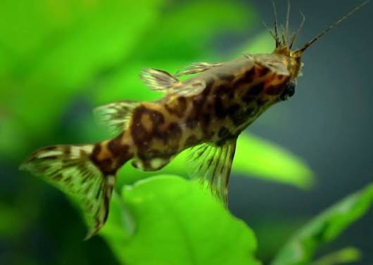 Upside cat fish