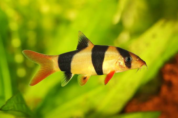 Tiger clown loach