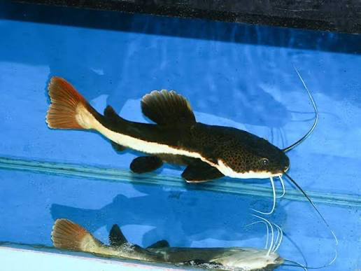 Red tail cat fish