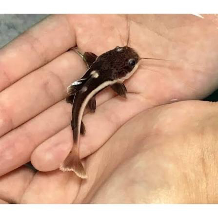 Red tail cat fish (small)