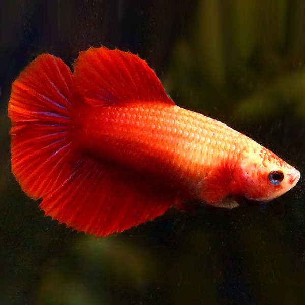 Female betta