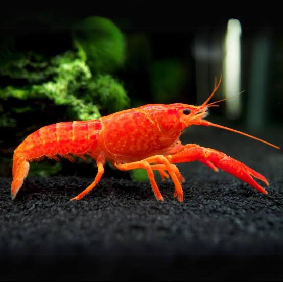 Lobster